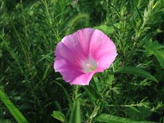 Calystegia pubescens