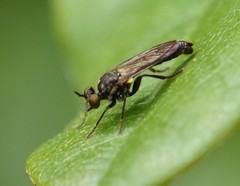 Eudioctria