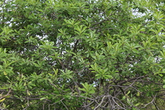 Cascabela ovata