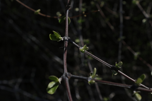 Image of Olearia odorata by (c) Julia Palmer, some rights reserved (CC BY)