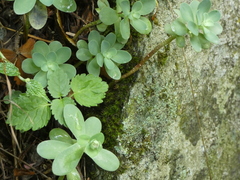 Hylotelephium anacampseros