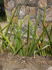 Sansevieria ehrenbergii