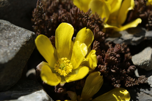 Image of Ranunculus crithmifolius by (c) Julia Palmer, some rights reserved (CC BY)