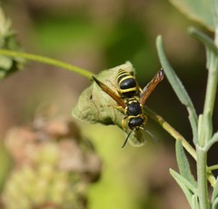 Ancistrocerus catskill