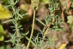 Ancistrocerus catskill