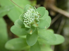 Hylotelephium anacampseros