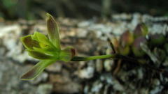 Encyclia