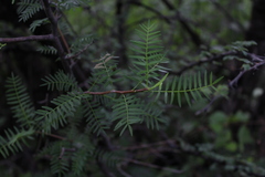 Bursera morelensis