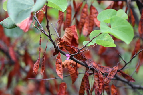 Judas-tree