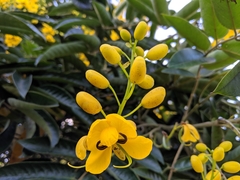 Senna viarum