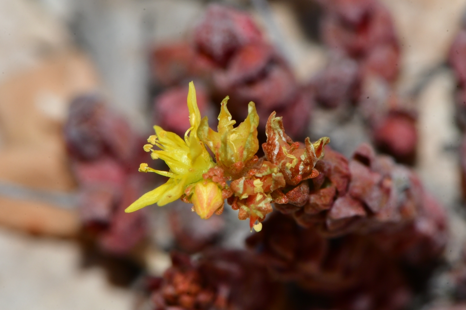 Sedum robertsianum