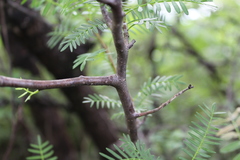 Bursera morelensis