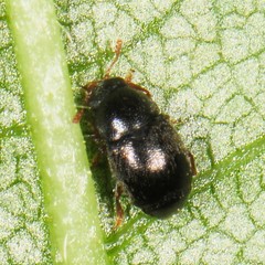 Brachypterus urticae