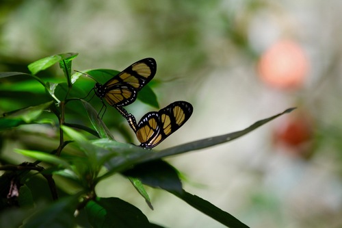 themisto amberwing