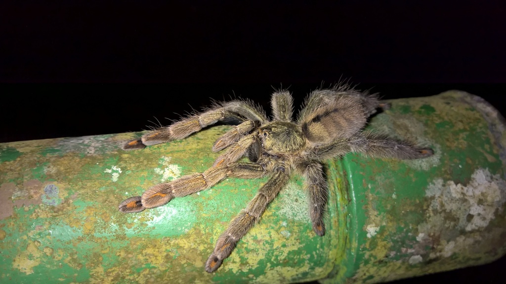 Mygale chevron de Trinité (Psalmopoeus cambridgei)