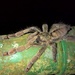 Trinidad Chevron Tarantula - Photo (c) John Karges, some rights reserved (CC BY-NC), uploaded by John Karges