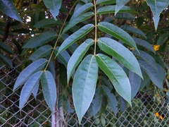 Senna viarum