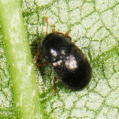 Brachypterus urticae