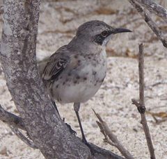 Mimus melanotis