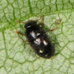 Brachypterus urticae