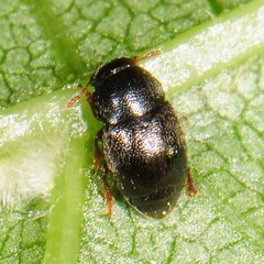 Brachypterus urticae