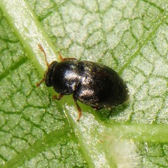 Brachypterus urticae