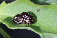 Zygogramma clathrata