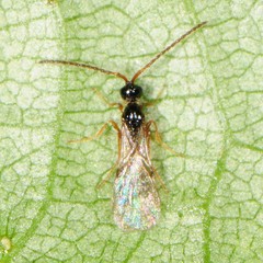 Belytinae