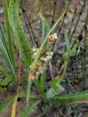 Carex garberi