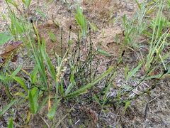 Equisetum variegatum