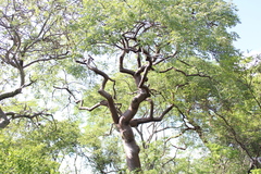 Bursera lancifolia
