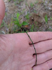 Equisetum variegatum