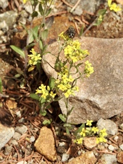 Draba helleriana