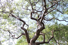 Bursera lancifolia