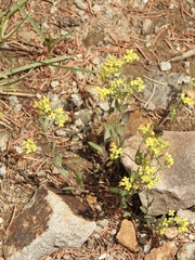 Draba helleriana
