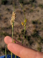 Carex garberi