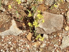 Draba helleriana