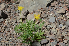 Lomatium brandegeei