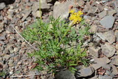 Lomatium brandegeei