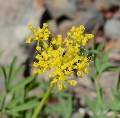 Lomatium brandegeei