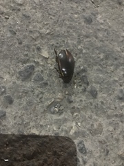 Cybister lateralimarginalis