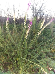Polygala virgata virgata