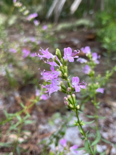 Image of Dicerandra immaculata by no rights reserved