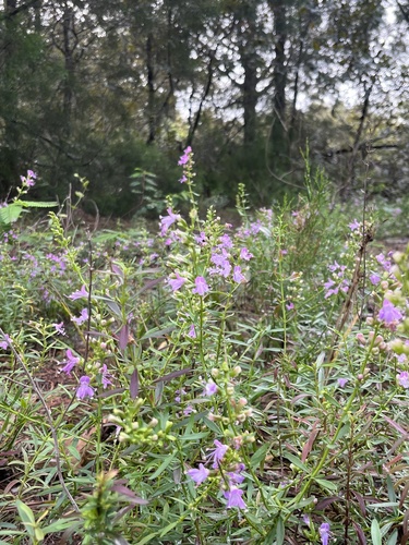 Lakela's mint (Dicerandra immaculata)