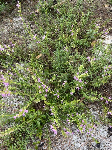 Image of Dicerandra immaculata by no rights reserved