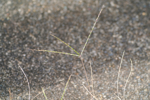 Image of Digitaria radicosa by (c) WATANABE Hitoshi 渡辺仁, some rights reserved (CC BY)