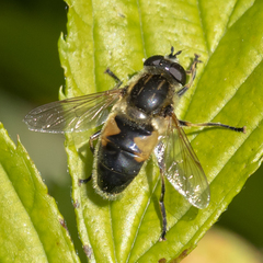 Helophilus lapponicus