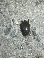 Cybister lateralimarginalis