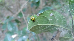 Calligrapha fulvipes