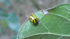 Calligrapha fulvipes